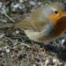 20060407-vogel jpg.jpg