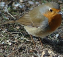 20060407-vogel jpg.jpg