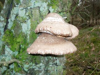 20060418-Afbeelding 017.jpg