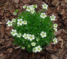 20060419-anja.jpg