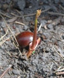 20060423-kastanje.jpg