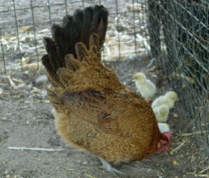 20060507-kuikens.jpg