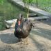 20060509-zwaan.jpg