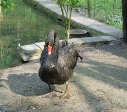 20060509-zwaan.jpg