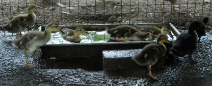 20060518-eendjes1.jpg