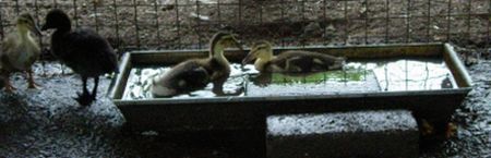 20060518-eendjes2.jpg