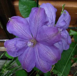 20060521-clematis.jpg