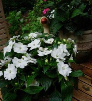 20060523-Plant van collegae.jpg