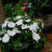 20060523-Plant van collegae.jpg