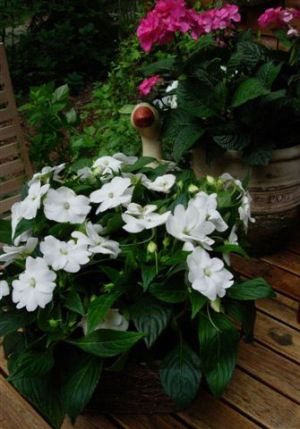 20060523-Plant van collegae.jpg