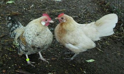 20060525-Waarover spraken zij.jpg