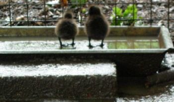 20060525-eendjes1.jpg
