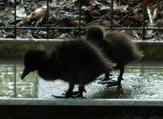 20060525-eendjes4.jpg