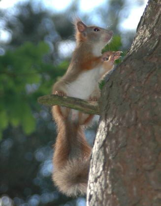 20060526-Eekhoorntje1.jpg