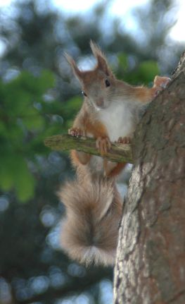 20060526-eekhoorntje2.jpg