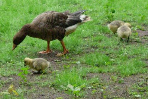 20060526-jonge gansjes1.jpg