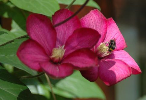 20060529-Clematis.jpg