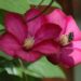 20060529-Clematis.jpg