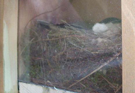 20060529-vogelnestje.jpg