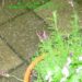 20060530-hagelbui.jpg