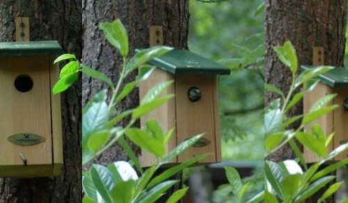 20060531-vogeltje3.jpg