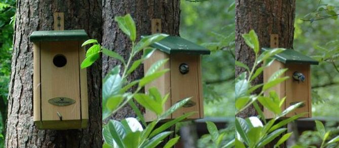 20060531-vogeltje3.jpg