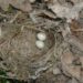 20060603-vogelnestje.jpg