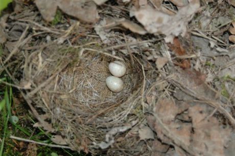20060603-vogelnestje.jpg