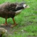 20060604-nog wat jong.jpg