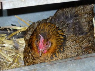 20060610-broedende kip1.jpg