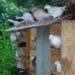 20060615-duiventil.jpg