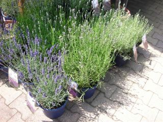 20060618-lavendel.jpg