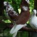 20060621-duiven.jpg