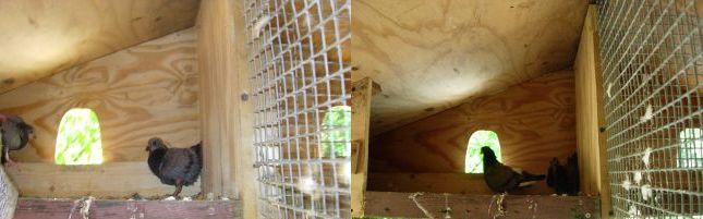 20060622-duif in hok 1.jpg