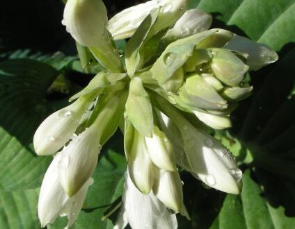 20060629-hosta.jpg