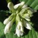 20060629-hosta.jpg
