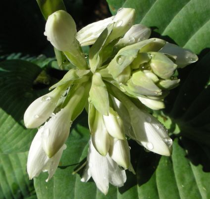 20060629-hosta.jpg