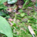 20060903-muisje.jpg