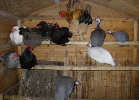 20060703-alle kippen op stok.jpg