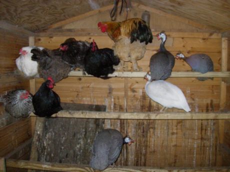 20060703-alle kippen op stok.jpg