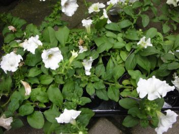 20060707-bloemen.jpg