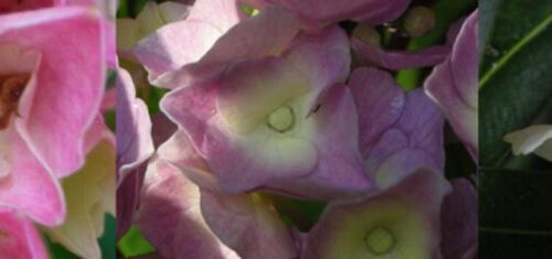 20060708-bloemen1.jpg