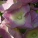 20060708-bloemen1.jpg