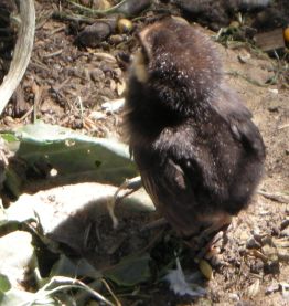 20060711-dieren1.jpg