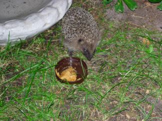 20060723-jong egeltje.jpg