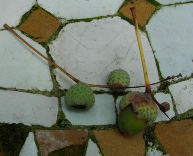 20060805-eikel.jpg