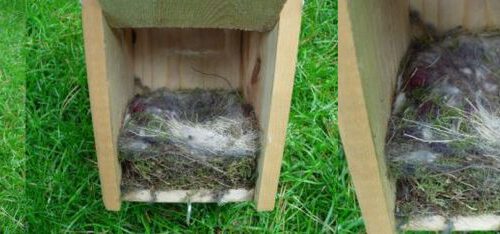 20060807-nest4.jpg
