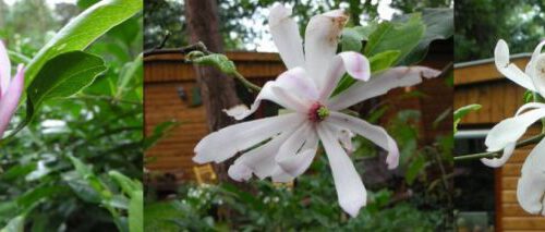 20060812-magnolia5.jpg