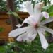 20060812-magnolia5.jpg