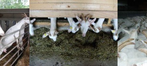 20060820-geiten3.jpg